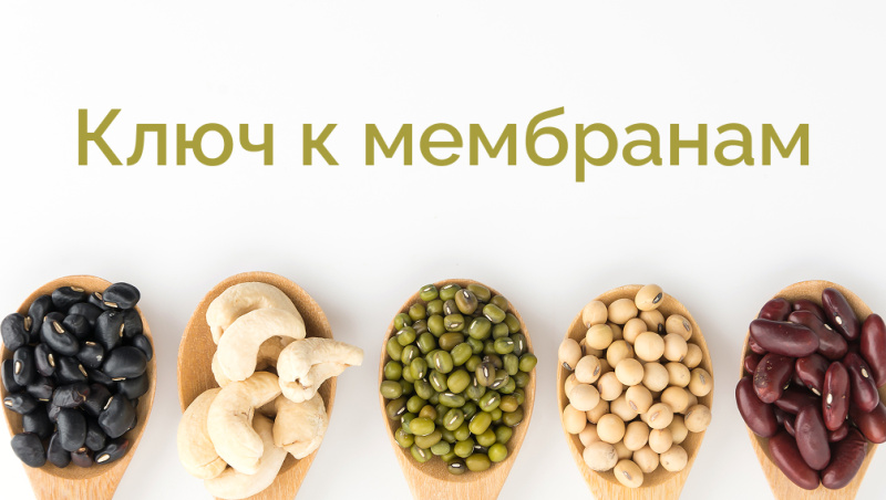 Ключ к мембранам: почему без холина организм дает сбой